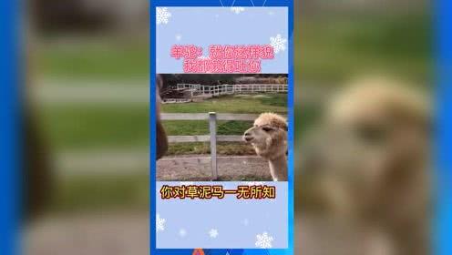 娱乐吃瓜鼠,揭秘娱乐圈那些不为人知的幕后故事